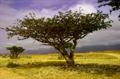 frankincense